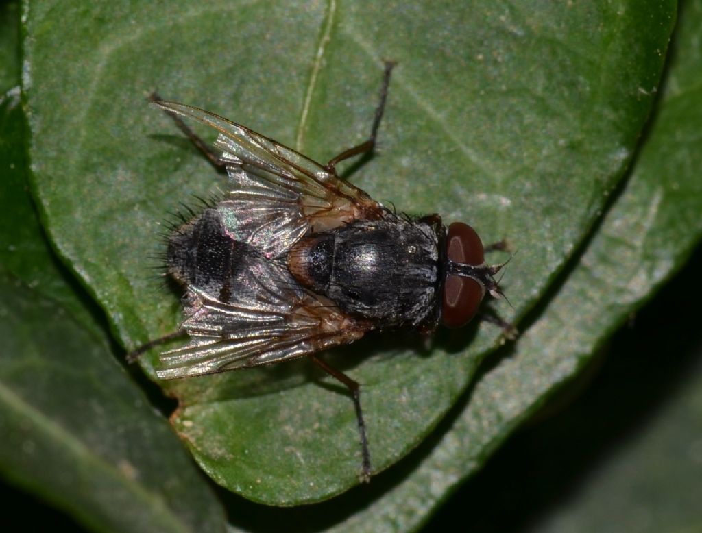 Dittero da identificare